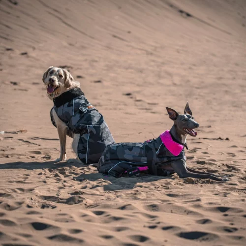 Dryrobe Dog